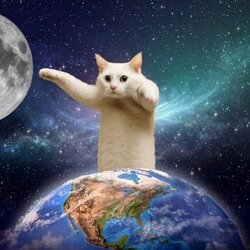 Longcat