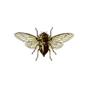 Cicada