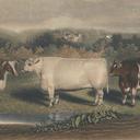 Cowfund